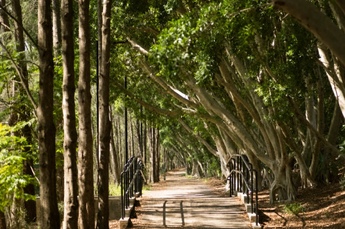 Tree-lined Greenway path in Inner West Sydney